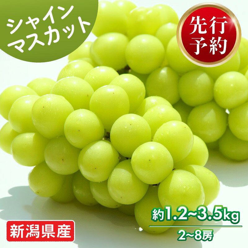 【ふるさと納税】 先行予約 2026年発送 シャインマスカット 選べる容量 ( 1.2kg / 2.5kg / 3.5kg ) 2〜8房 マスカット 果物 くだもの フルーツ スイーツ 葡萄 ブドウ ぶどう 人気 高橋農園 新潟県 新発田市 お中元 お盆 C06_01P