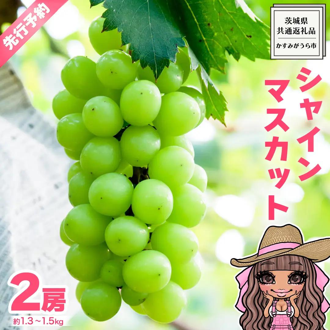 【 先行予約 】 極上の甘さの天使の シャインマスカット ！ 2房 （ 茨城県共通返礼品： かすみがうら市 ） 【 2026年9月頃発送 】 