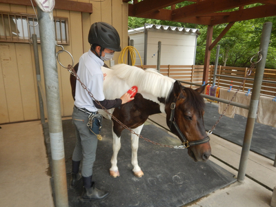 ポニーお世話体験&オリジナルグッズ作り 1名分 | ネーブルパーク ポニー 厩務体験 体験 公園 子供 子ども 休日 夏休み 冬休み GW 贈り物 プレゼント 茨城県 古河市 送料無料 着日指定可 _
