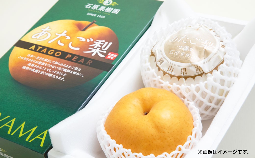 
            あたご梨 約750g×2玉 計約1.5kg 化粧箱 ／ 愛宕梨 梨 なし ナシ 果物  【2025年11月下旬～12月下旬発送予定】
          
