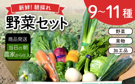 新鮮朝採れ野菜セット【 新鮮野菜 9~11種類 季節 旬 野菜 果物 詰め合せ 国産 おまかせ 葉物 根菜 冷蔵 野菜室 加工品 鳥取県産 季節限定 山菜 加工品】