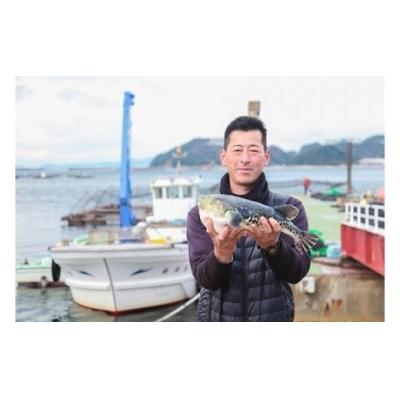 ふるさと納税 南あわじ市 【若男水産】てっさ【3年とらふぐのフグ刺し/冷凍】(約3〜4人前) |  | 03