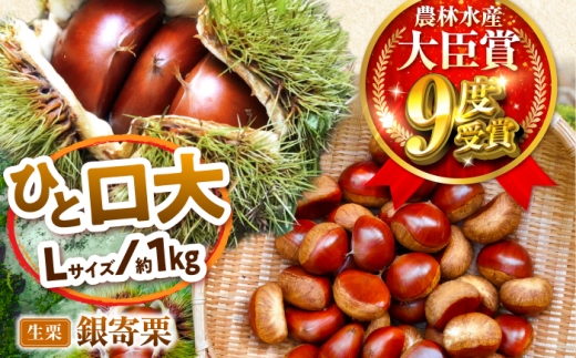 【先行予約】銀寄栗 Lサイズ 1kg 約55粒 農林水産大臣賞9度受賞 / 栗 和栗 生栗　銀寄栗 L 栗 内子町 萬奥農園 [BKCC003]