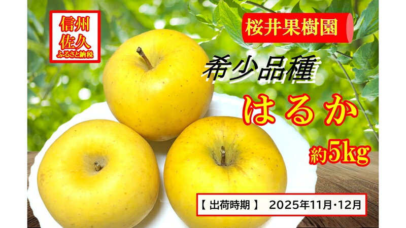 【ふるさと納税】 長野県産りんご『はるか』 家庭用 約5kg（18～23玉入）＜2025年11・12月出荷／沖縄・離島は配送不可＞信州 果物 旬彩 先行予約 期間限定 国産 【 りんご リンゴ 林檎 はるか 長野県 佐久市 旬彩】