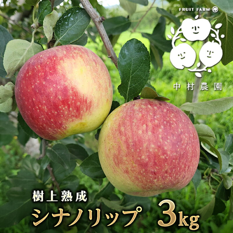 【ふるさと納税】2026年産先行予約 りんご 3kg 樹上熟成 シナノリップ 林檎 リンゴ 果物 くだもの フルーツ 旬の果物 旬のフルーツ 季節の果物 季節のフルーツ 美味しい果物 長野県産 長野県産りんご 信州 長野 長野県 長野市　お届け：2026年8月中旬～9月上旬