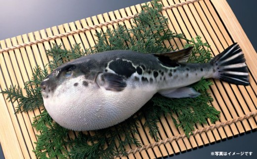 【前拓水産】淡路島3年とらふぐ（活てっちり／白子付6人前）