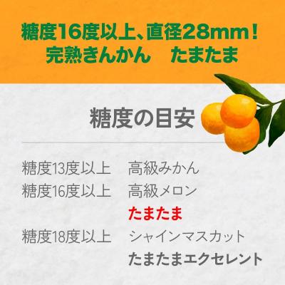 ふるさと納税 高千穂町 完熟きんかん たまたま 2kg |  | 01