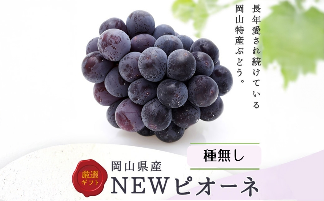 ニューピオーネ2房（1房約480g以上）化粧箱入り