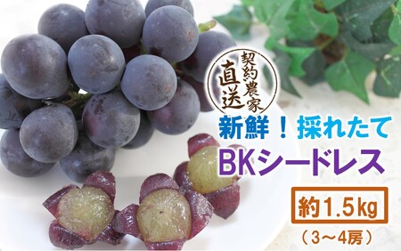 テレビで紹介されました！【先行予約】【令和8年発送】農家直送！ 新鮮！ 朝づみぶどう BKシードレス 種なし 1.5kg フルーツ 果物 贈答 大分県産 採れたて_2657R-2
