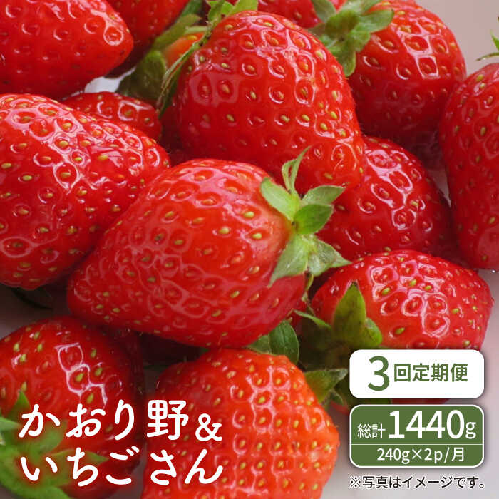 【ふるさと納税】 【R8年1月以降発送】 【全3回定期便】 赤いちご食べ比べ！かおり野＆いちごさん 定期便【StrawberryFarm-K】 イチゴ 苺 赤いちご フルーツ 果物 佐賀県 白石町 [IBJ007]