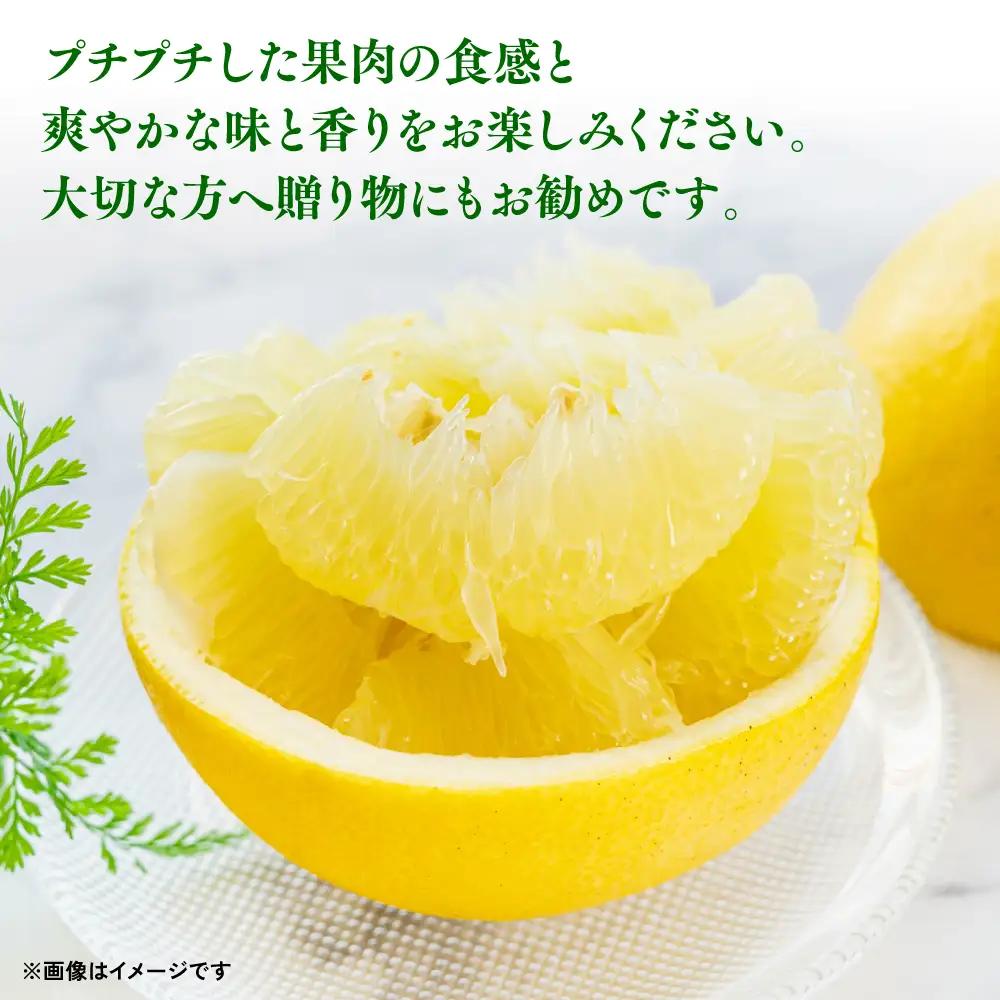 【先行予約】熊本県八代市産 晩白柚 （ばんぺいゆ） 2Lサイズ(約2kg)×4玉～5玉 柑橘 【2026年12月上旬より順次発送】