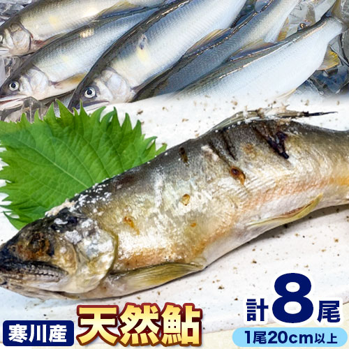 【ふるさと納税】 天然鮎 あゆ 日高川 椿山ダム上流(寒川産) 20cm以上 4尾×2パック 計8尾 川漁師なおべ《8月上旬-11月中旬頃出荷》 和歌山県 日高川町 あゆ 鮎 天然鮎 魚