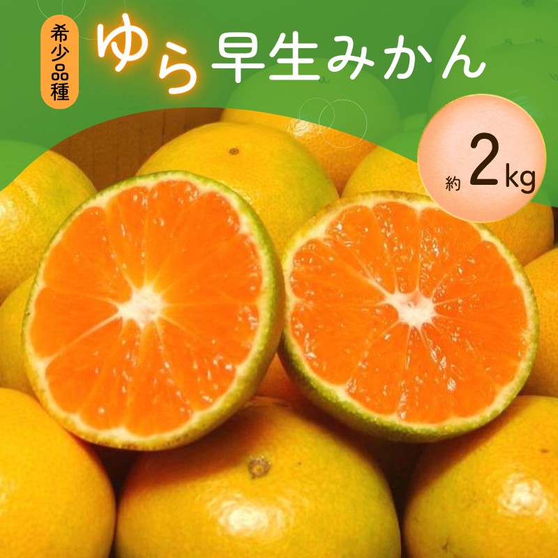 由良早生 みかん ゆら早生 ＼光センサー選別／ 【先行予約】＼数量限定／ 希少品種 ご家庭用 ゆら早生みかん 約2kg サイズ混合【2026年10月～11月に順次発送予定】【nuk143E】