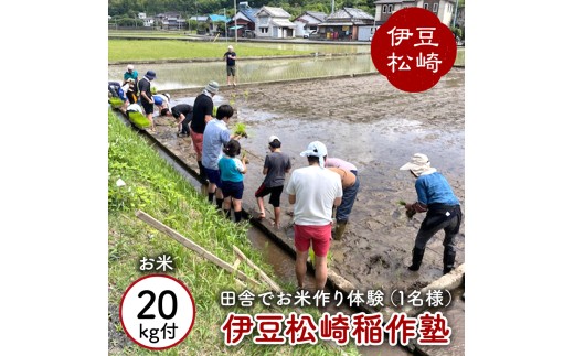 伊豆松崎稲作塾（1名様）お米20kg付き　　ふるさと納税 米 米作り 稲作 作業 手作業 ガイド付 体験 自然 自然体験 農業 田んぼ アウトドア アクティビティ チケット 利用券 体験チケット 静岡 伊豆 松崎町