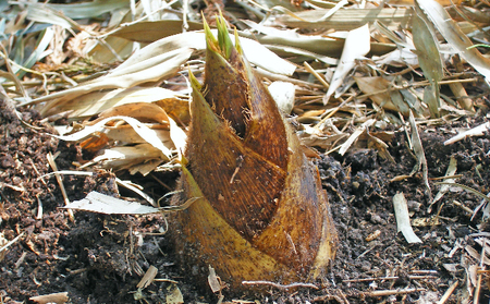 田上産　たけのこ５kg【佐藤農園】 野菜 