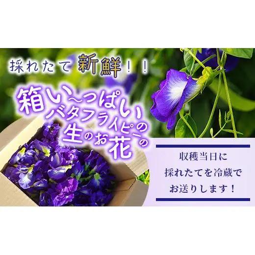 希少！採れたて新鮮！八重咲バタフライピーの生花　OI-8