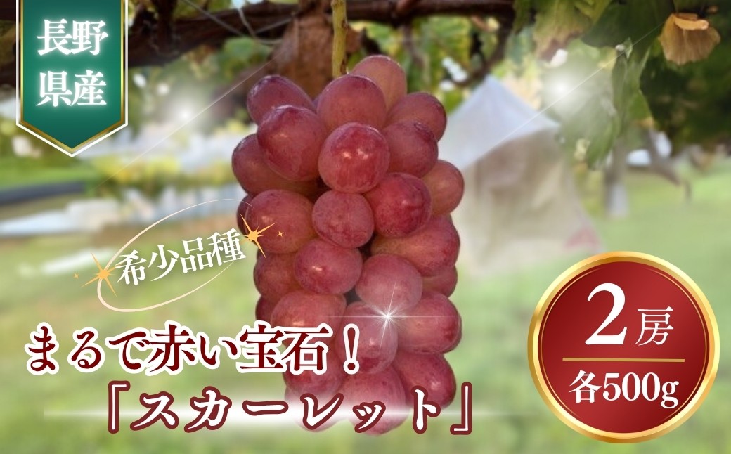 
            まるで赤い宝石！「スカーレット」約1kg~1.2kg｜ぶどう 葡萄 ブドウ 赤色ぶどう 種無し 皮ごと 千曲市 長野県 信州
          