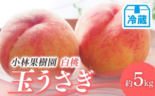 【2026年出荷分先行予約】<冷蔵配送>福島県産 玉うさぎ 約5kg (14～20玉) 小林果樹園 伊達の桃 桃 フルーツ 果物 もも モモ momo F21C-259