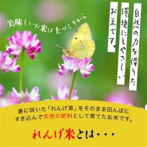 【令和8年産 新米】小浦れんげ米(にじのきらめき) 無洗米 10kg【1779269】