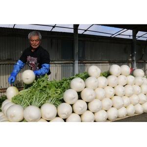 京都府久御山 聖護院大根(淀大根)4本 おでんや煮物にぴったり【配送不可地域:離島・北海道・沖縄県】【1658227】