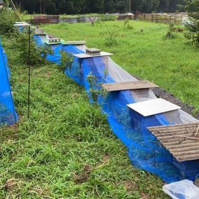 ふるさと納税 大竹市 完熟純粋 ハチミツ 百花蜜 600g |  | 01