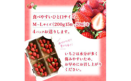 【先行予約】まりひめイチゴ4パック 食べやすいひと口サイズ M～L（15粒～20粒入×4パック）【2027年1月中旬?3月下旬頃に順次発送】（お届け日指定不可）/ いちご 苺 まりひめ 和歌山 フルー