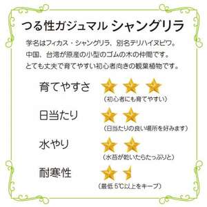 シャングリラ つる性ガジュマル 苔玉 幸福を呼ぶ 観葉植物 おしゃれにハンギング【1623430】