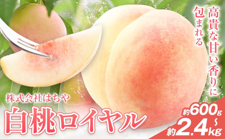 
            【2026年先行予約】岡山白桃 等級 ロイヤル 【選べる】600g～2.4kg 《2026年7月上旬‐8月下旬頃出荷》もも モモ 岡山 国産 フルーツ 果物 岡山県 浅口市 株式会社 はちや フルーツ モモ 果物 青果 旬 白桃 国産 岡山県産【配送不可地あり】
          