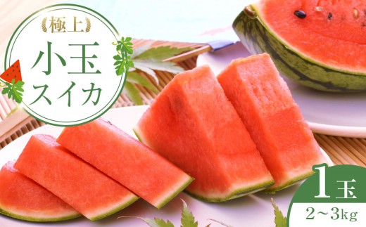 【先行予約】極上小玉スイカ 1玉 ※6月上旬～8月中旬頃に順次発送予定【西瓜 スイカ 小玉西瓜 果物 フルーツ くだもの 鳥取県 北栄町 おすすめ 人気 送料無料】