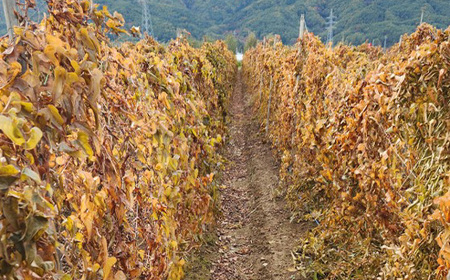 長野県山形村産 長芋 秀 10kg 3214