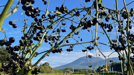 【群馬県優良県産品】浅間高原ハックルベリージャム ハックルベリー ジャム あやめ亭 群馬 贈答 贈り物 ギフト [AE001tu]