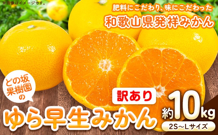 
                  訳あり ゆら 早生 みかん 選べる 約 10kg (2S～Lサイズ) どの坂果樹園《10月中旬-12月上旬頃出荷予定》 和歌山県 日高川町 みかん ゆら早生 訳あり 旬 柑橘 フルーツ 果物 ミカン 蜜柑 家庭用 わけあり
                