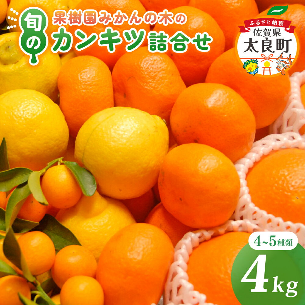 【ふるさと納税】果樹園みかんの木の旬のカンキツ詰合せ 約4kg 4〜5種類 みかん 詰め合わせ 柑橘類 柑橘 いよかん ポンカン みかん フルーツ くだもの 果物 佐賀県 太良町 M103