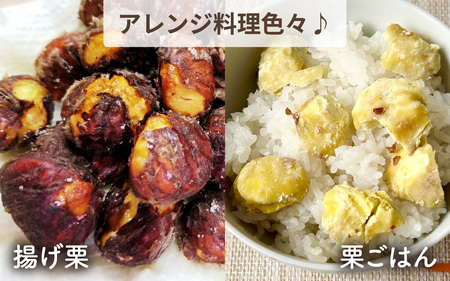 【先行予約】東井栗園の能登熟成栗（生栗） 1.5kg（4Lサイズ） ～能登の大地で育った能登栗～【2025年10月中旬以降順次発送】/  能登半島 奥能登 くり 生栗 マロン 和栗 焼き栗 栗ごはん 