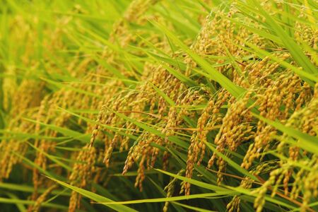 2025年11月発送【令和7年度産】群馬県千代田町産 あさひの夢 5kg×1袋 (玄米) 群馬県 千代田町
