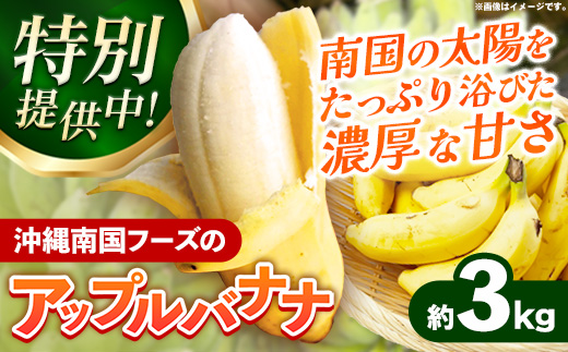 【特別提供中】 国産 希少種！南国フーズのアップルバナナ 約3kg - バナナ ばなな 小ぶり 沖縄県 産地直送 果物 フルーツ 南国 朝食 おすすめ 沖縄県 八重瀬町【価格改定】