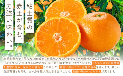 十万温州みかん 選べる L/LL混合 10kg 田野農園《12月中旬-3月中旬頃出荷》鹿児島県 さつま町 みかん 蜜柑 柑橘 果物 くだもの フルーツ ジューシー 送料無料