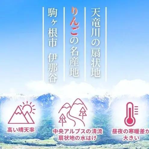 りんご シナノスイート 4.5kg (16～18玉)  りんご