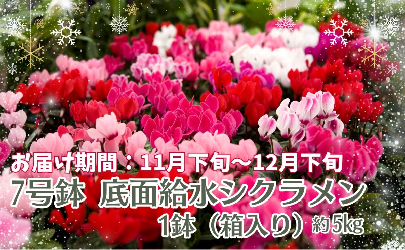 
                  7号鉢 底面給水 シクラメン 1鉢（箱入り）
                