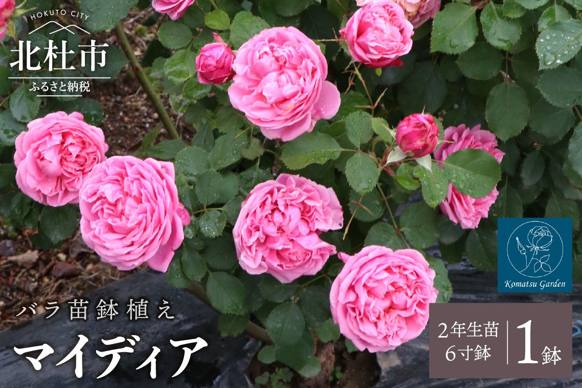 
            バラ苗鉢植え「マイディア」 バラ 苗 1鉢 四季咲き 鉢植え 花 6寸鉢 2年生苗 ガーデニング 初心者 母の日 父の日
          