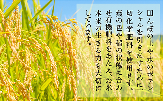 【おいしい米 定期便 毎月発送 全6回】 ＜ R5年産 新米 先行予約 ＞ 多良木町産 こめたらぎ にこまる 10kg × 6ヶ月 合計60kg 【 白米 精米 熊本県 多良木町 自然 豊か グランプ