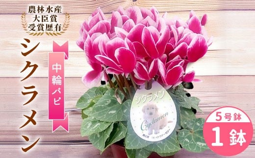 〈予約品〉【シクラメン パピ】 林水産大臣賞受賞歴あり 愛知県産 シクラメン ５号鉢 中輪パピ 花 ピンク 白 赤 プレゼント 贈り物 鉢花 鉢 ガーデン ガーデニング 高品質 クリスマス -221