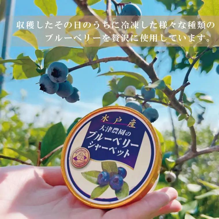 ブルーベリーシャーベット　１２個（FQ-1）