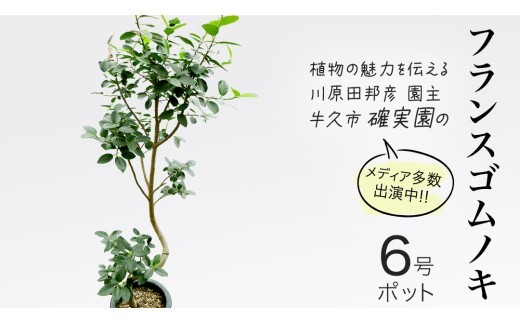 
                  フランスゴムノキ 6号ポット 1点 家庭 で 園芸 鉢植え 苗 庭木 果樹 ガーデニング 植物 確実園 観葉植物 インテリア 植木鉢
                