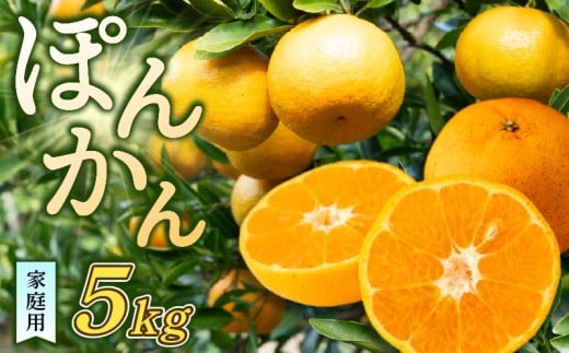 ポンカン 5kg 訳あり 早期受付 2026年1月中旬より順次発送 産地直送 大人気 浦ノ内地区産 家庭用 椪柑 柑橘 フルーツ 果物 くだもの 果実 みかん デザート 贅沢 高知県 須崎市 HK003