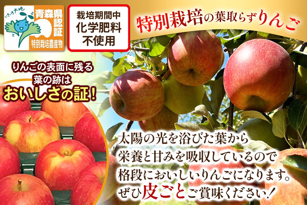 【26年12月発送】りんご 葉取らず サンふじ【訳あり】約3kg（8～12玉程度）青森県特別栽培農産物認証農園 先行受付 家庭用 青森県 弘前市 果物 フルーツ 林檎 リンゴ くだもの 不揃い 規格外 [先行予約 産地直送 アップル おいしい 果実 美味 甘い 赤色]