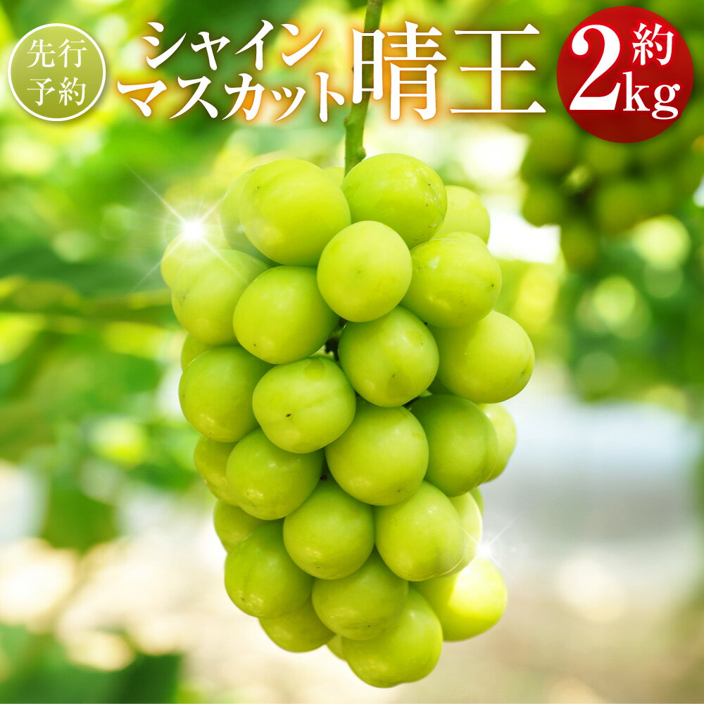 【ふるさと納税】シャインマスカット 晴王 約2kg マスカット ぶどう ブドウ 葡萄 グレープ フルーツ 果物 デザート おやつ 高級 旬 先行予約 季節限定 岡山県 美咲町 冷蔵 【2025年9月下旬-10月下旬発送予定】 送料無料
