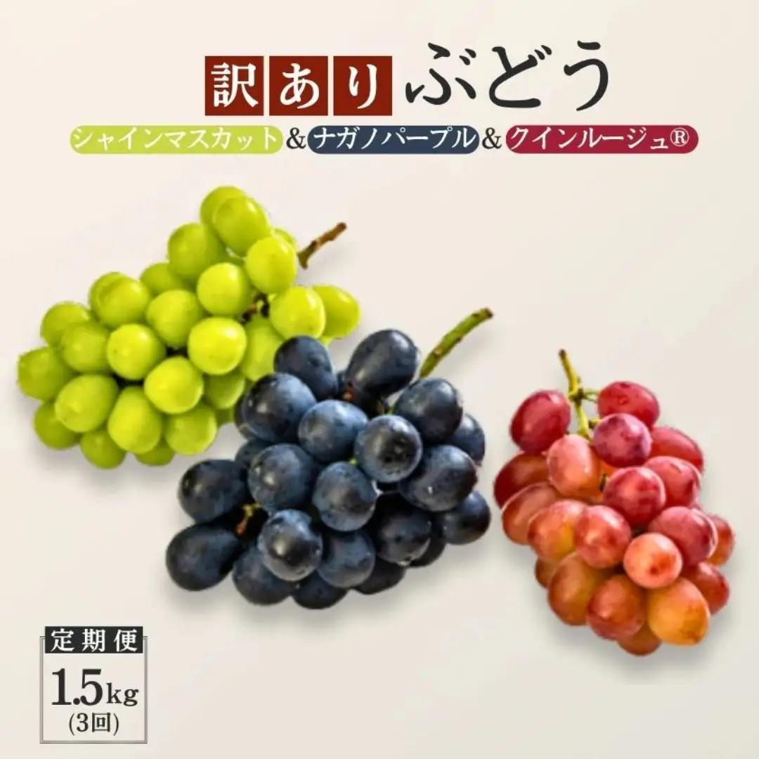 TK33 ぶどうの定期便 【家庭用】 （ナガノパープル／シャインマスカット／クイーンルージュ🄬） 約1.5kg×3回 ／ 2026年9月上旬～10月頃 配送予定 // 長野県 南信州 種なし 皮ごと 定期便 食べ比べ ギフト 新鮮 希少 家庭用 訳あり パープル シャイン マスカット ルージュ クイーン