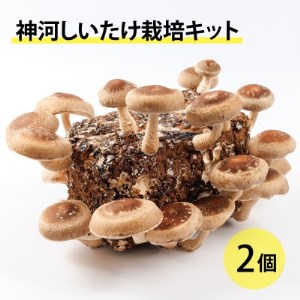 神河しいたけ栽培キット(しいたけ菌床)2個　※10月～4月発送【1355221】