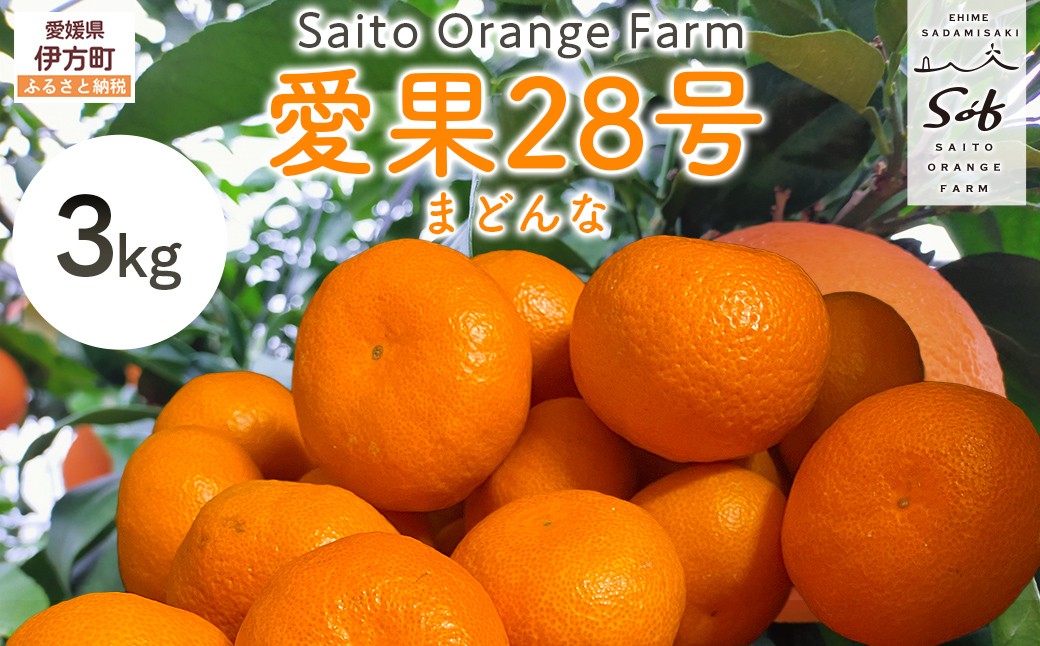 
            【先行予約】【数量限定】Saito Orange Farmの愛果28号（まどんな）3kg（2026年1月下旬頃より順次発送） 【 ふるさと納税 人気 おすすめ ランキング みかん ミカン 蜜柑 柑橘 愛果28号 フルーツ 果物 産地直送 西宇和 Saito Orange Farm 愛媛県産 愛媛県 伊方町 送料無料 】 IKTAQ017
          